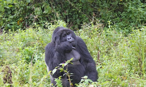 gorilla trekking bwindi uganda