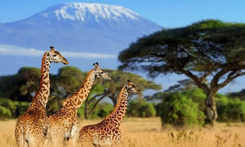 kenya luxury air safaris