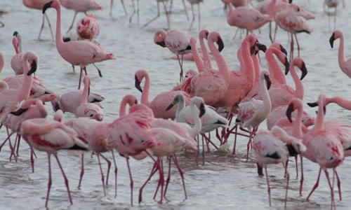 lake manyara national park