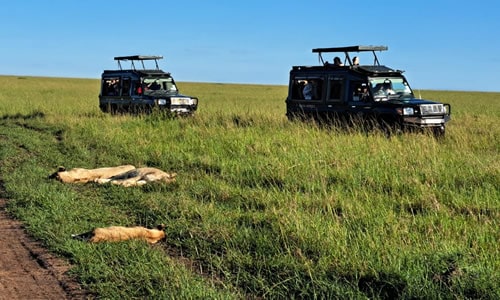 masai mara wildebeest migration flying packages