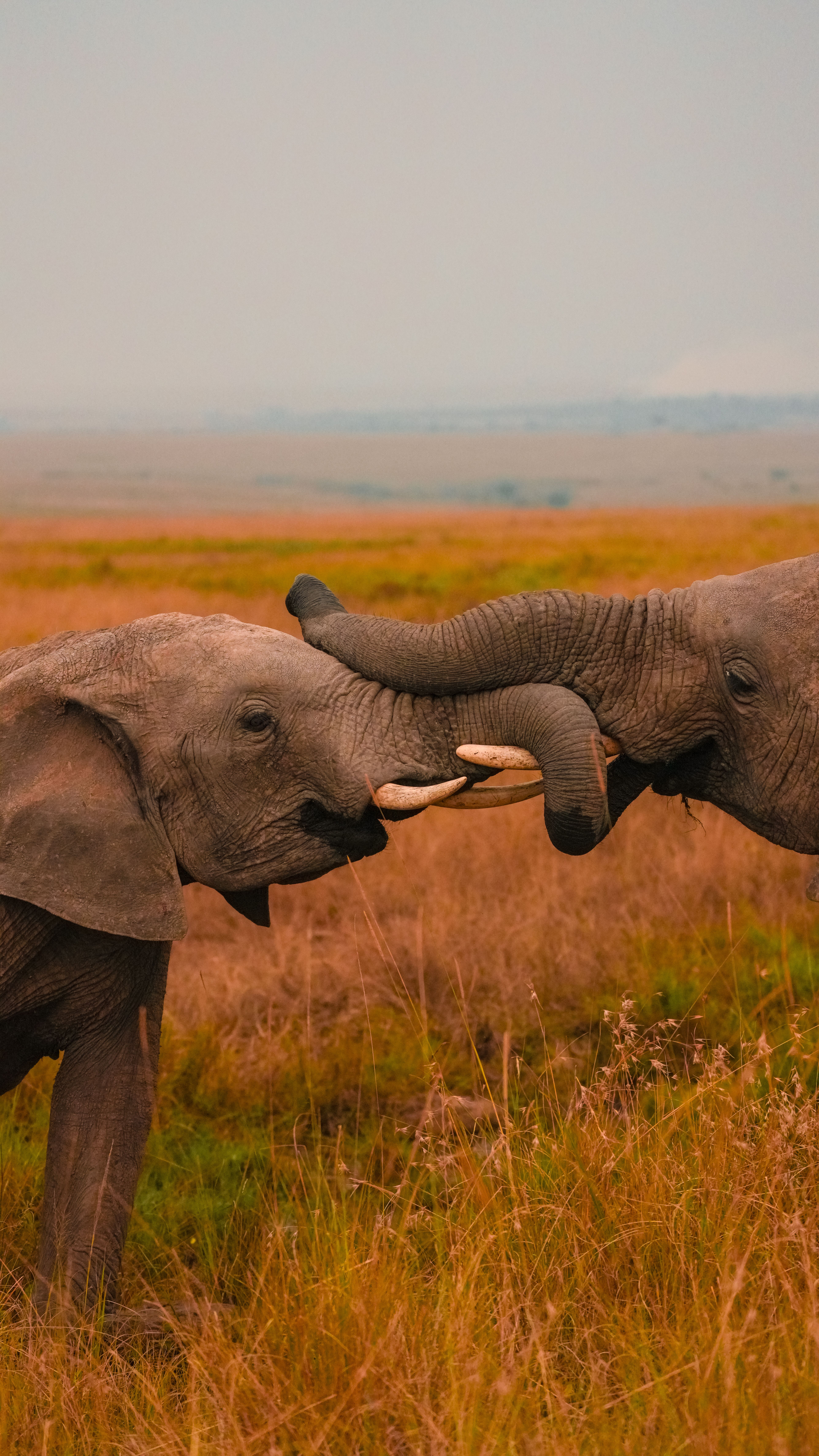 Kenya safari
