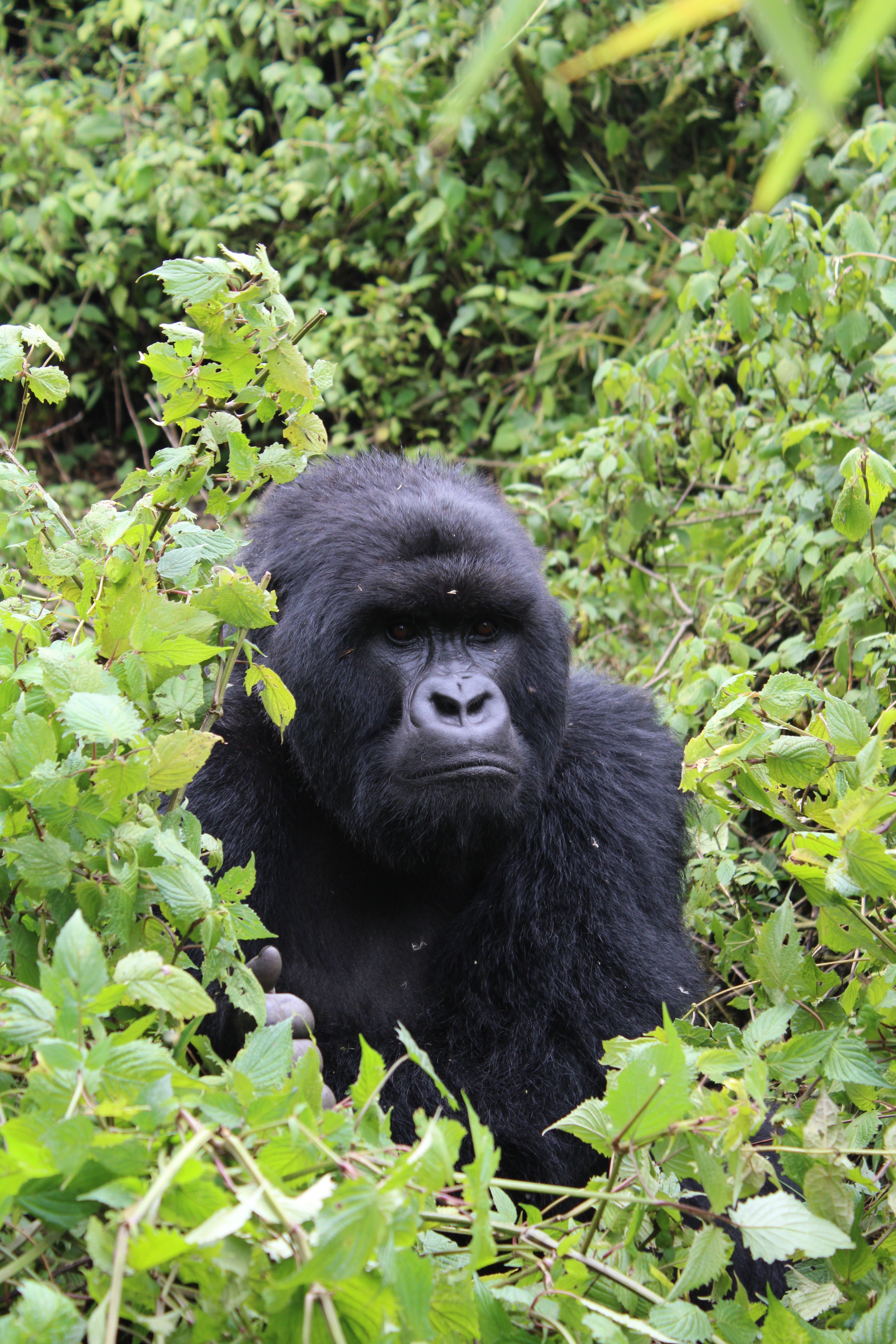 Rwanda safari