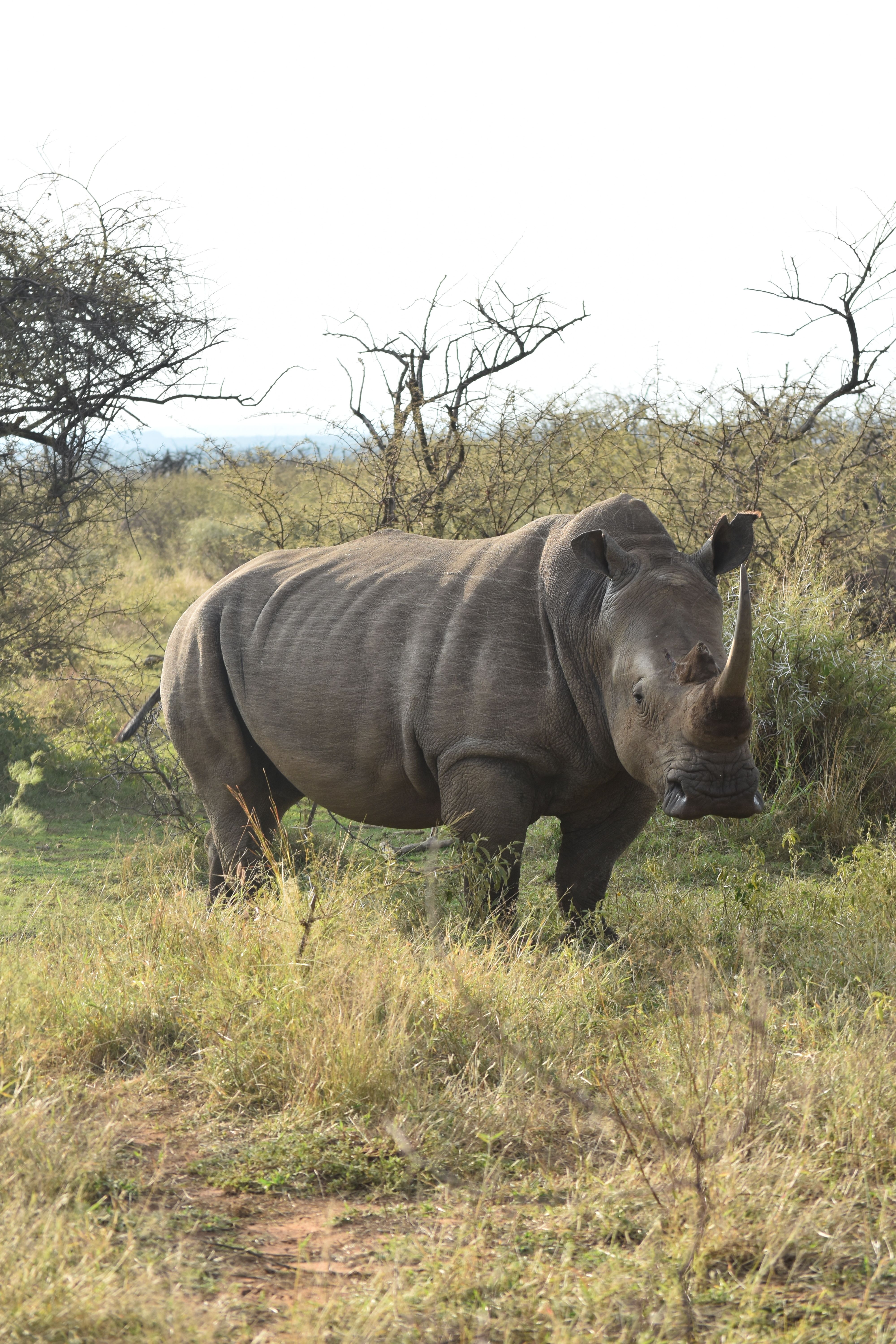 South Africa safari