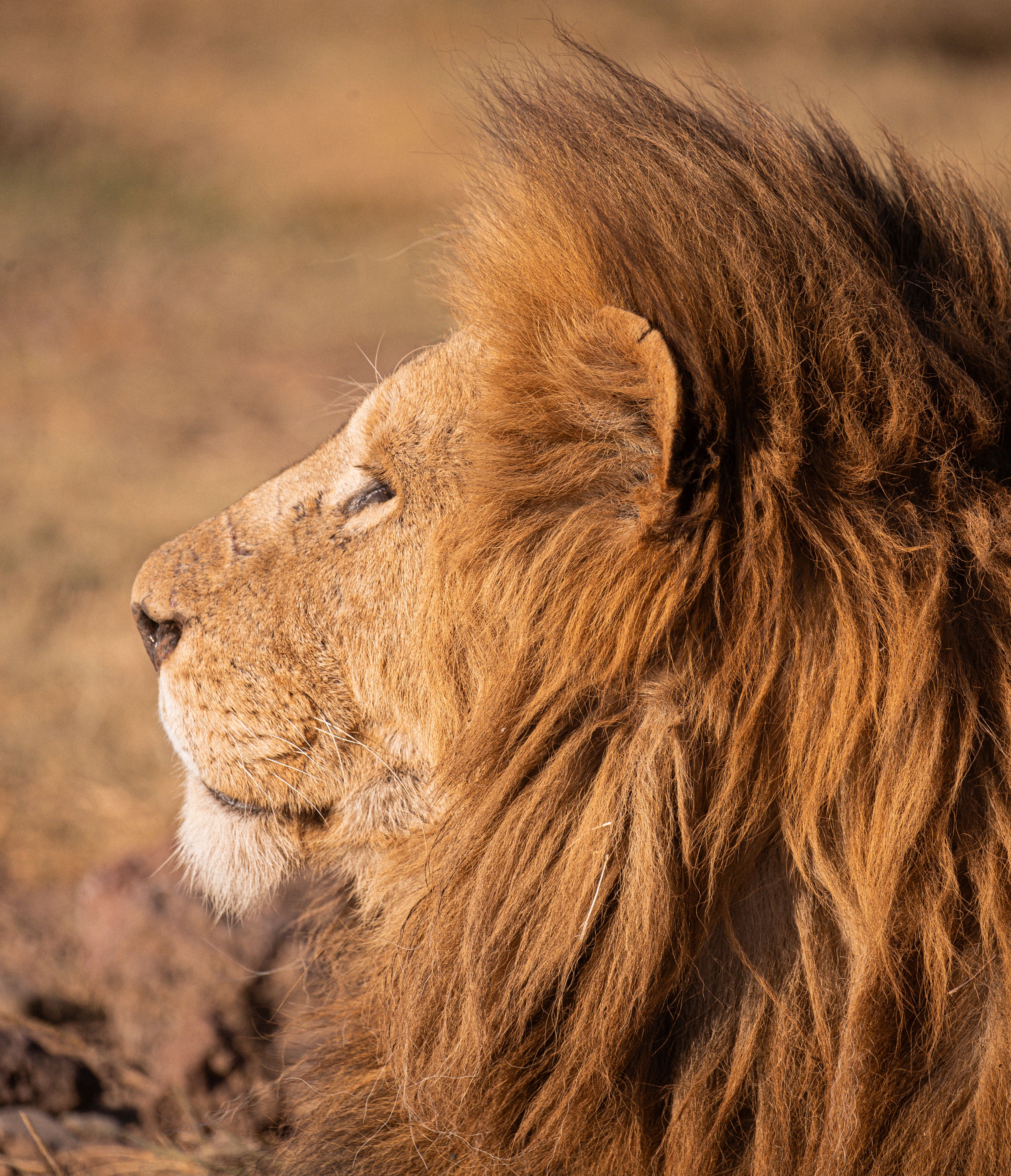 Tanzania safari