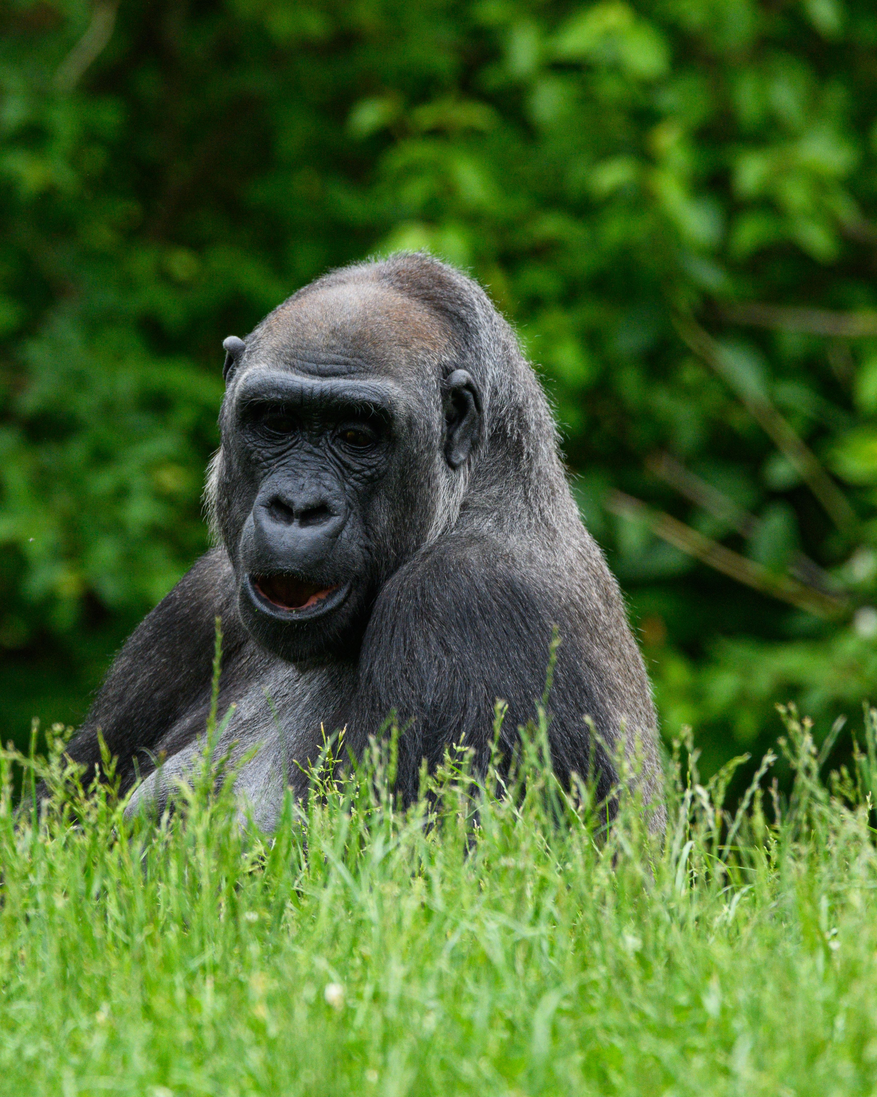 Uganda safari