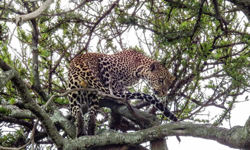 serengeti national park