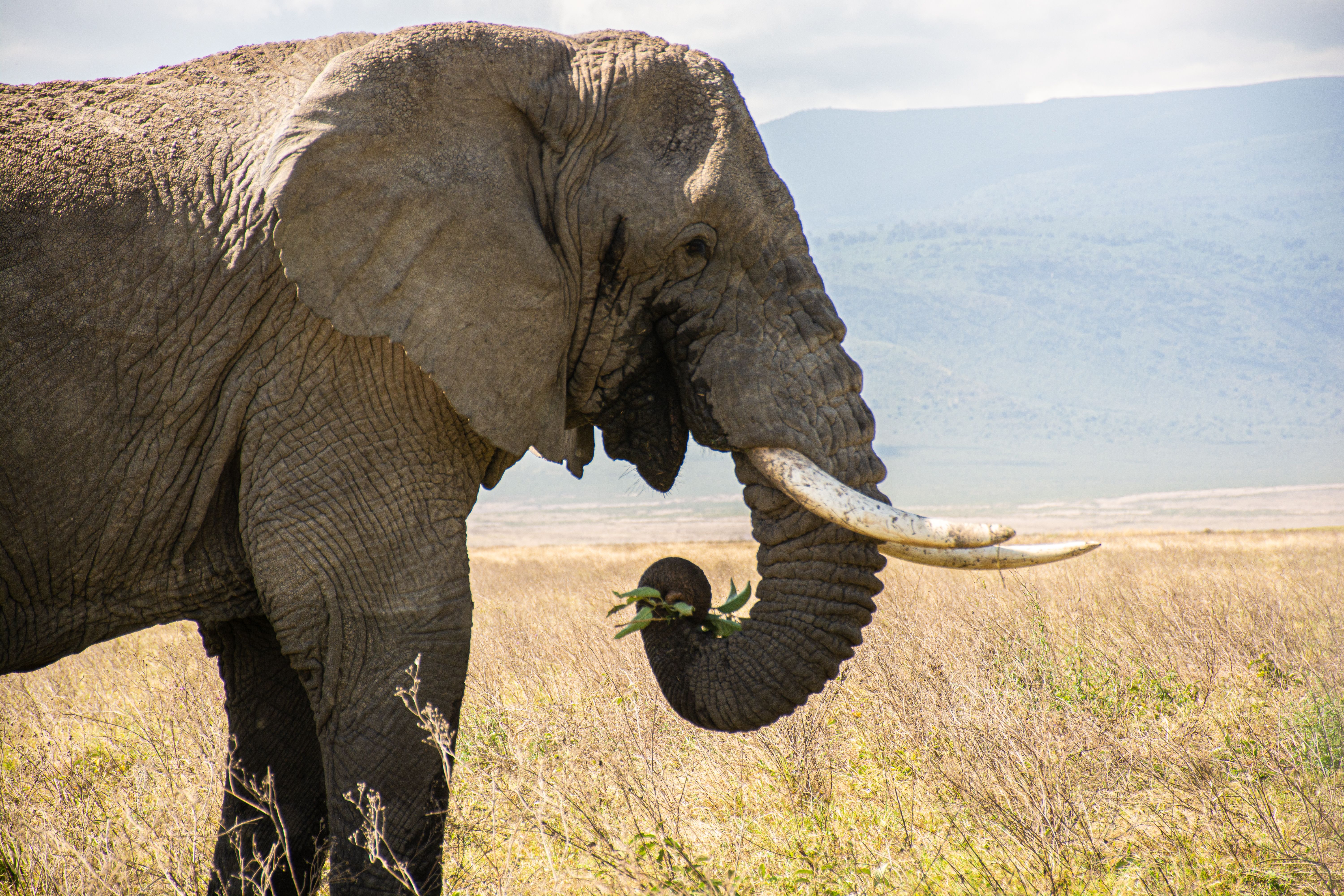 African safari experience with Leylani Holidays
